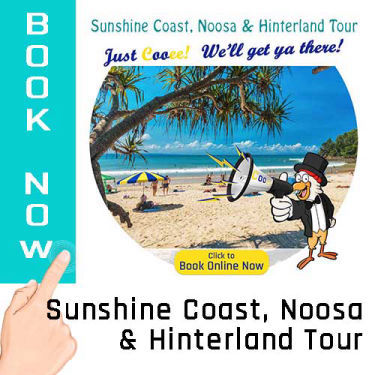 Sunshine Coast, Noose & Hinterland Tours - Cooee Tours