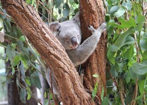 Read more about the article Australia Zoo